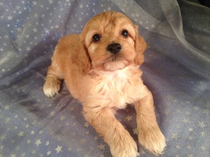 Male Cockapoo Puppy for sale #10 Born February 18th 2013|Iowa Cockapoos for sale|Iowa cockapoo Puppy breeder